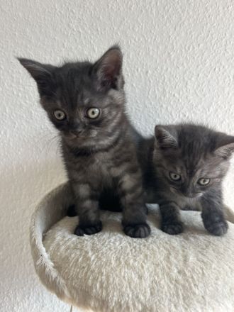 Britisch Kurzhaar Kitten