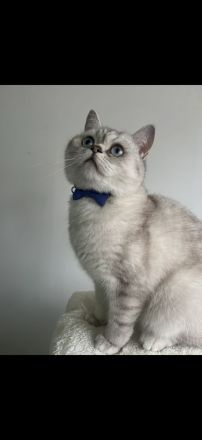 Katzen suchen gemeinsam ein liebevolles Zuhause ❤️