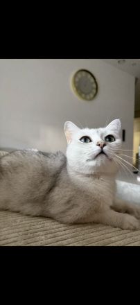 Katzen suchen gemeinsam ein liebevolles Zuhause ❤️