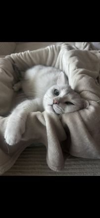 Katzen suchen gemeinsam ein liebevolles Zuhause ❤️