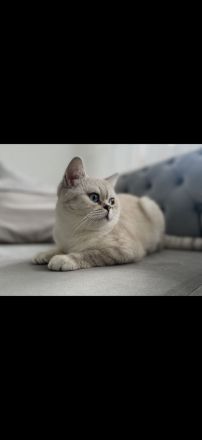 Katzen suchen gemeinsam ein liebevolles Zuhause ❤️