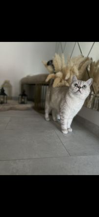 Katzen suchen gemeinsam ein liebevolles Zuhause ❤️