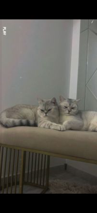 Katzen suchen gemeinsam ein liebevolles Zuhause ❤️