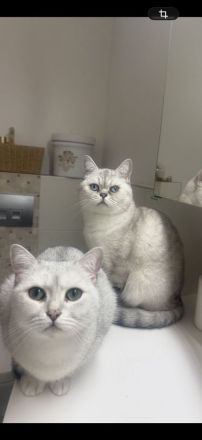 Katzen suchen gemeinsam ein liebevolles Zuhause ❤️
