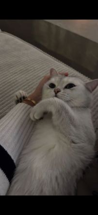 Katzen suchen gemeinsam ein liebevolles Zuhause ❤️