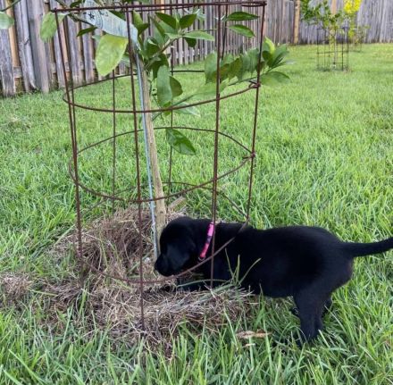 Labrador-Welpe (weiblich) – sucht ein liebevolles Zuhause