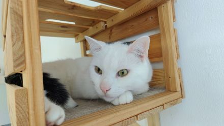 Kenai sucht ein neues liebevolles Zuhause