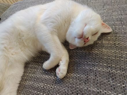 Kenai sucht ein neues liebevolles Zuhause