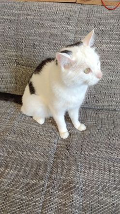 Kenai sucht ein neues liebevolles Zuhause