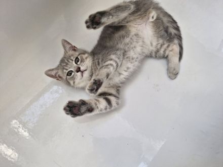Britisch Kurzhaar Kitten Bkh Abgabe sofort möglich