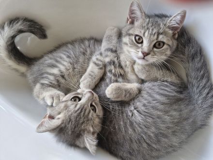 Britisch Kurzhaar Kitten Bkh Abgabe sofort möglich