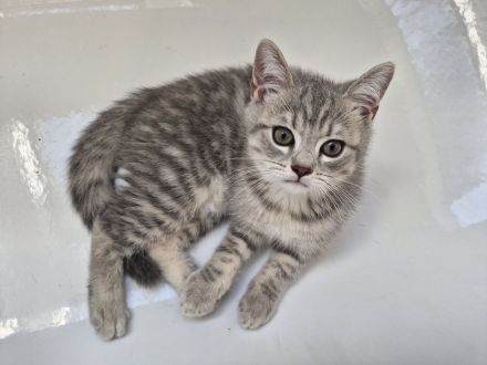 Britisch Kurzhaar Kitten Bkh Abgabe sofort möglich