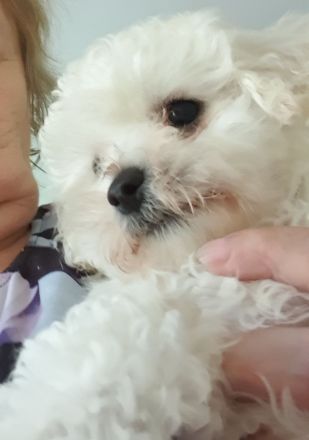Bichon Frise Welpen