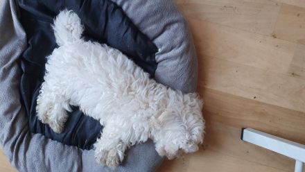 Bichon Frise Welpen