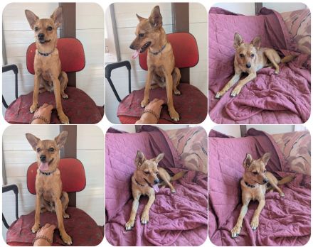Speedy – wer hat eigentlich diese Ohren bestellt?