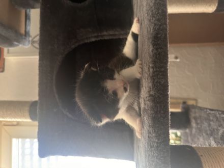 Süße Mix Kitten suchen ein liebevolles Zuhause (Reservierung ab sofort)