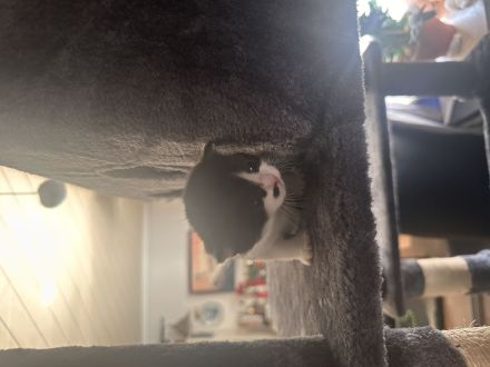 Süße Mix Kitten suchen ein liebevolles Zuhause (Reservierung ab sofort)