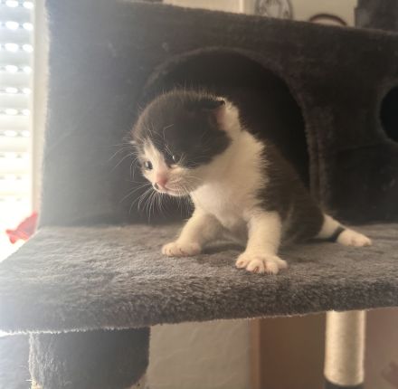 Süße Mix Kitten suchen ein liebevolles Zuhause (Reservierung ab sofort)