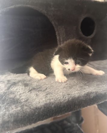 Süße Mix Kitten suchen ein liebevolles Zuhause (Reservierung ab sofort)