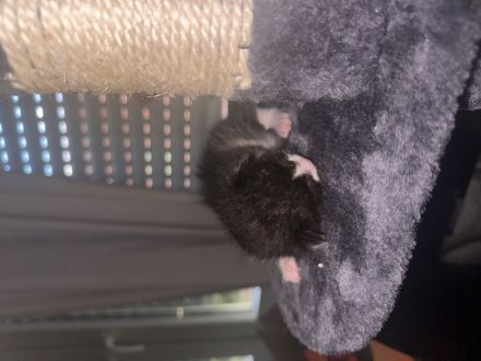 Süße BKH Mix Kitten suchen ein liebevolles Zuhause (Reservierung ab sofort)