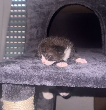 Süße BKH Mix Kitten suchen ein liebevolles Zuhause (Reservierung ab sofort)