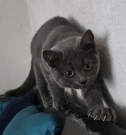 Zuckersüßes Kätzchen (Mädchen) sucht ein liebevolles Zuhause in Dresden