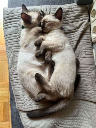 Thai Katze Kater Thaikitten Thaikatze Hundskatze