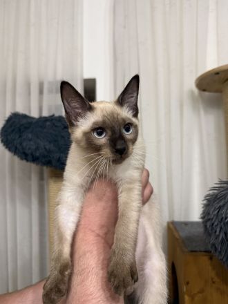 Thaikitten Thaikatze Hundskatze Alte Siam Thai Katze Kater