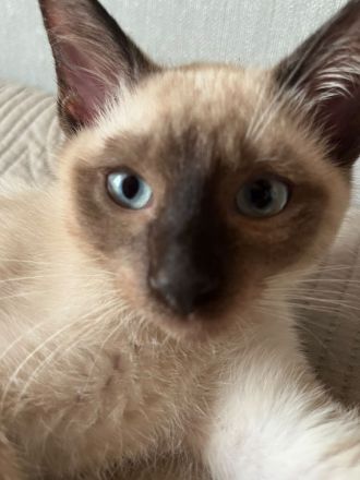 Thai Katze Kater Thaikitten Thaikatze Hundskatze