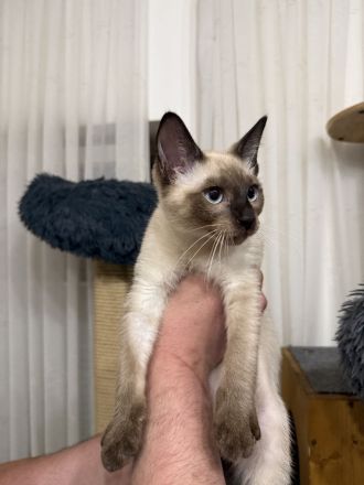 Thaikitten Thaikatze Hundskatze Alte Siam Thai Katze Kater