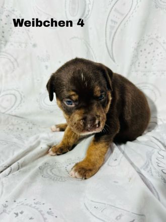 Boxer × Old English Bulldog × Rottweiler Mix Welpen