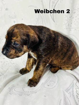 Boxer × Old English Bulldog × Rottweiler Mix Welpen