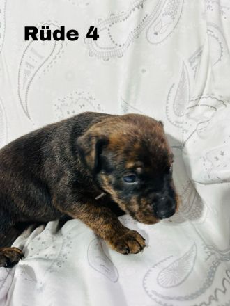 Boxer × Old English Bulldog × Rottweiler Mix Welpen