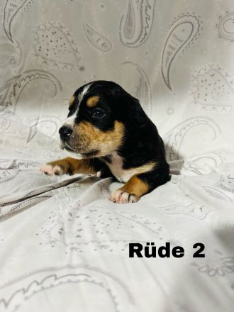 Boxer × Old English Bulldog × Rottweiler Mix Welpen