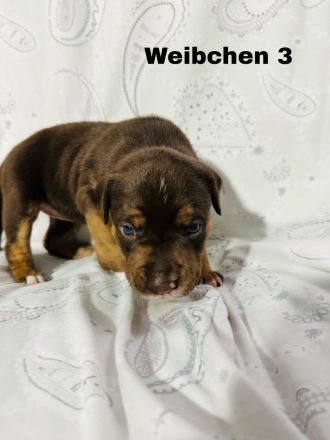 Boxer × Old English Bulldog × Rottweiler Mix Welpen
