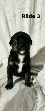 Boxer × Old English Bulldog × Rottweiler Mix Welpen