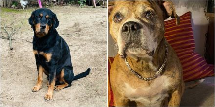 Boxer × Old English Bulldog × Rottweiler Mix Welpen