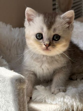 Britisch kurzhaar kitten
