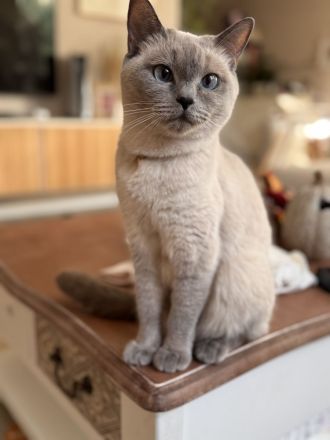 Britisch kurzhaar kitten