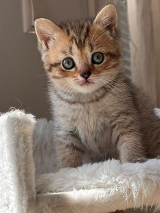 Britisch kurzhaar kitten