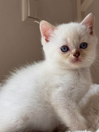 Britisch kurzhaar kitten