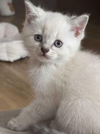 Britisch kurzhaar kitten