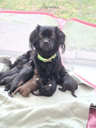 Süße schizu Pinscher und spanischer wasserhund Welpen mixe Suchen ihr neues Zuhause