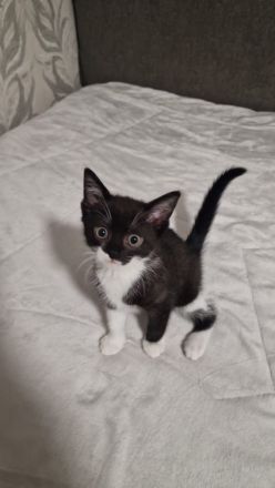 Süße BKH-EKH mix Kitten