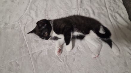 Süße BKH-EKH mix Kitten