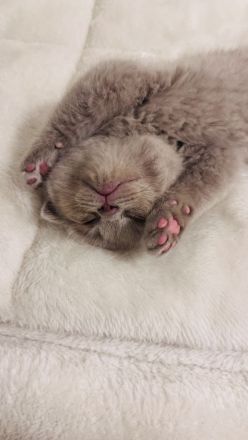 Zwei liebevolle BKH-BLH Kitten suchen ihr Zuhause