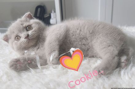 Zwei liebevolle Kätzchen Leo & Cookie suchen ein warmes Zuhause