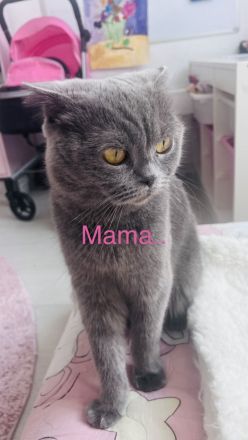 Zwei liebevolle Kätzchen Leo & Cookie suchen ein warmes Zuhause