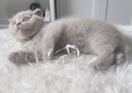 Zwei liebevolle BKH-BLH Kitten suchen ihr Zuhause