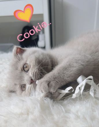 Zwei liebevolle BKH-BLH Kitten suchen ihr Zuhause